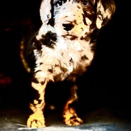 Aussiedoodle Puppies from Just Loving Doodles
