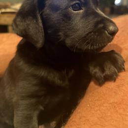 Labrador Retriever Puppies from Okiehuntinboyz Labrador Retrievers