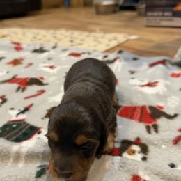 Sally - Black and tan female Dachshund puppy in Wappapello, Missouri from Kandb Dachshunds
