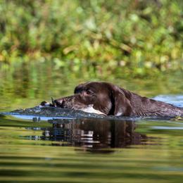 Jeep - Labrador Retriever