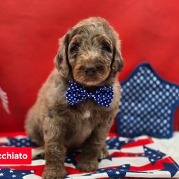 Macchiato - Merle male Goldendoodle puppy in Summerville, South Carolina from Channys Doodles