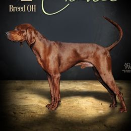 Redbone Coonhound Puppies from Dark Trail Redbones
