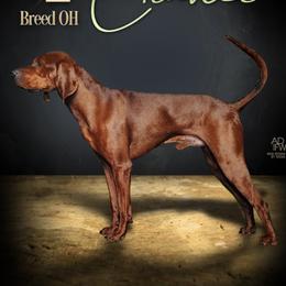 Redbone Coonhound Puppies from Dark Trail Redbones