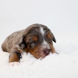 Java - Blue merle male Aussiedoodle puppy in Foxworth, Mississippi from Ten Mile Aussies