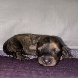 Akc Cream Brindle Boy 1 - Brindle male Dachshund puppy in Lehigh Acres, Florida from Ruby Rose Dachshund Dynasty