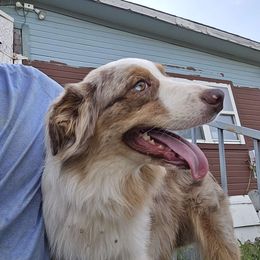 Rowen - Australian Shepherd