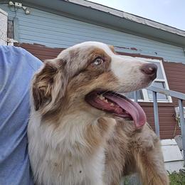 Rowen - Australian Shepherd