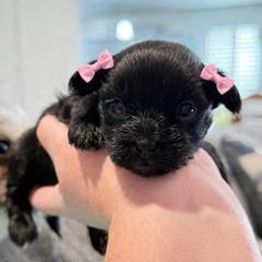 Abby - Black female Shorkie puppy in Midland, Texas from Southern Yorkie Pies