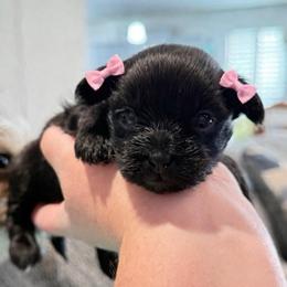 Abby - Black female Shorkie puppy in Midland, Texas from Southern Yorkie Pies