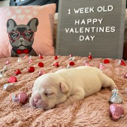 French Bulldog Puppies from Cali Girl Frenchies