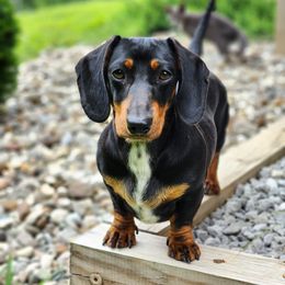 Wyn - Dachshund