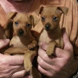 Miniature Pinscher Puppies from Shadowmist Miniature Pinschers