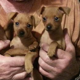 Miniature Pinscher Puppies from Shadowmist Miniature Pinschers