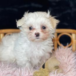 Lotus - White and lemon female Maltese puppy in Bennettsville, South Carolina from Cottonwood Maltese