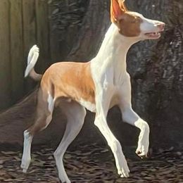 Afghan Hound and Ibizan Hound All Grown Up from Acires Sighthounds
