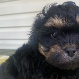 Poodles and Shihpoos from Peace, Love, and Puppies at the Creek