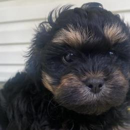 Poodles and Shihpoos from Peace, Love, and Puppies at the Creek