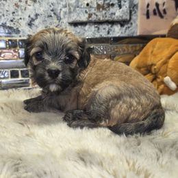 Autumn - Fawn sable female Havanese puppy in Deer Park, Washington from Mt. Top Havanese