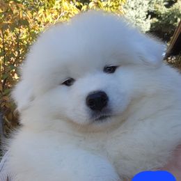 Samoyed Puppies from Happy Valley Sammies