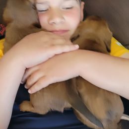 Dachshunds from Mason Dixon Doxies