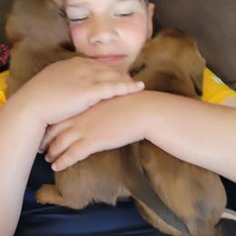 Dachshunds from Mason Dixon Doxies