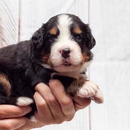 Teal Collar Male - Black rust and white male Bernese Mountain Dog puppy in Collinsville, Texas from Berner Dynasty