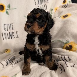 Toffee - Phantom female Goldendoodle puppy in Surprise, Arizona from Gentle Paw Poodles and Doodles
