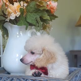 Poodle Puppies from Puppy Love 4ever