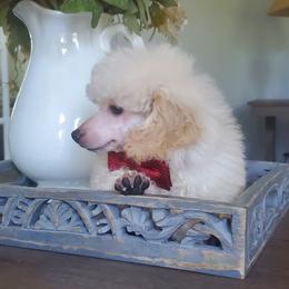 Poodle Puppies from Puppy Love 4ever