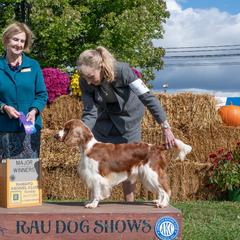 Vixen - Welsh Springer Spaniel