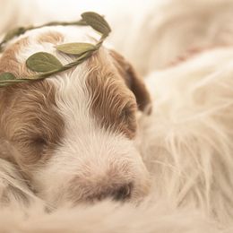 Goldendoodle Puppies from Best Doodles