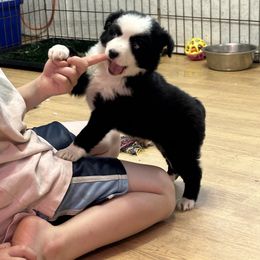 Lola - Black & white female Miniature Australian Shepherd puppy in Reidsville, North Carolina from Cherry Grove Kennel