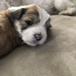 Havanese Puppies from Tzedek Farm