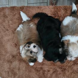 Cavachon, Cavalier King Charles Spaniel, Cavapoo, and Havanese Puppies from Peaks Pups & Cavachon Love Chocolate Cavaliers, Cavaliers, Cavachon’s, Cavapoos & Havanese