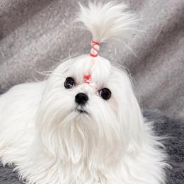 Angie tiny - White female Maltese puppy in San Diego, Temecula, Ontario, California from Yorkie & Maltese Royalty