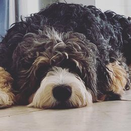 Bernedoodles and Poodles from Orange Blossom Poodles & Doodles