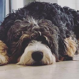 Bernedoodles and Poodles from Orange Blossom Poodles & Doodles