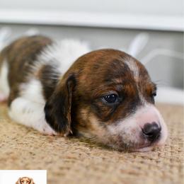 Red boy 2 - Brindle male Dachshund puppy in Empire, Alabama from Heart of Dixie Kennel
