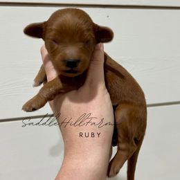 Ruby - Red  female Goldendoodle puppy in Rienzi, Mississippi from Saddle Hill Farms