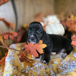 Sunfyre - Black and white female Basset Hound puppy in Valley, Washington from Enchanted Valley Paws