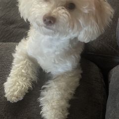 Willow - Shichon