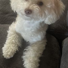 Willow - Shichon