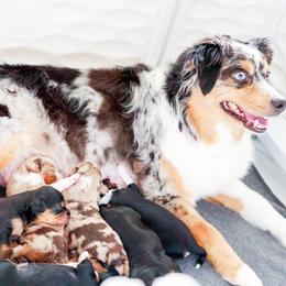 Cavalier King Charles Spaniel, Companion Cross, and Miniature Australian Shepherd Puppies from The Darling Pup