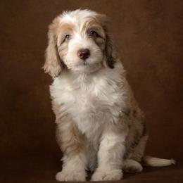 Basil - Red merle male Aussiedoodle puppy in Germantown, Ohio from Doodle Patch Farm