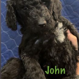 Goldendoodle Puppies from AZ Stickerdoodles