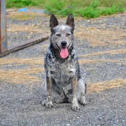 Vita - Australian Cattle Dog