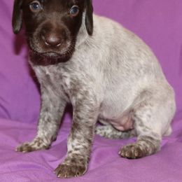 German Shorthaired Pointer Puppies from GLC Pointers