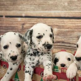 Dalmatians from Sunshine Dals