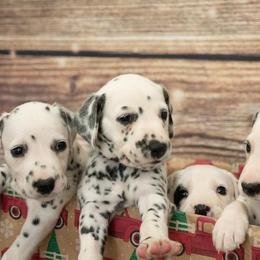 Dalmatians from Sunshine Dals