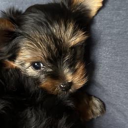 Morkies, Poodles, and Yorkshire Terriers from Southern Charm Precious Paws